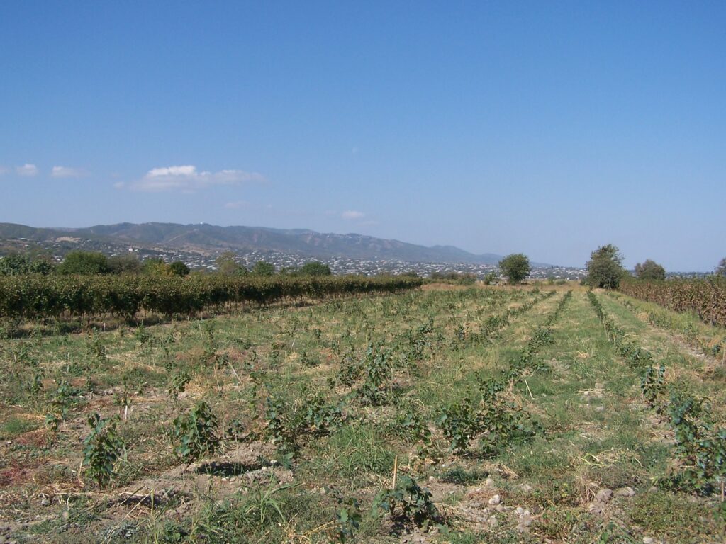 Autumn grape harvest scene in Kakheti, Georgia during Rtveli season